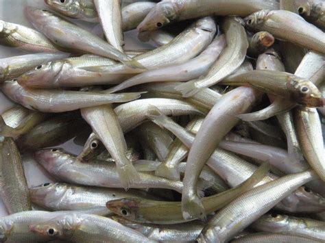 asohos fish|Fresh Asohos (~1kg) .